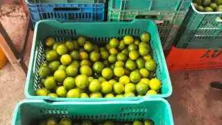 Precio del limón se desploma a 10 pesos por kilo en Sabancuy; urgen apoyos para agricultores