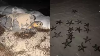   Fauna marina se apodera de las playas de Progreso debido a la "vaciante"    