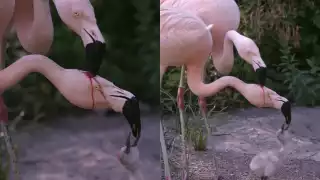 Video de flamencos alimentando a su cría se viraliza en redes y desata dudas 