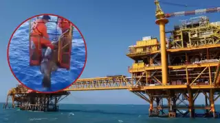 ¡Asombroso! Capturan cherna gigante en plataforma petrolera de la Sonda de Campeche