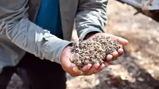 Deforestación y sequía agravan crisis en producción de miel en Campeche