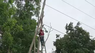 Peligro en Escárcega: Árboles secos casi derriban líneas de la CFE por lluvias y viento