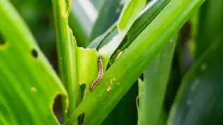  Aseguran que gusano cogollero está controlado en Campeche: SDA   