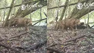 Video: Captan a jaguar embarazada en la selva maya de Campeche, símbolo de esperanza para la especie