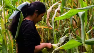 Gobierno mexicano mantendrá su compromiso con la protección de la diversidad genética de los maíces nativos 