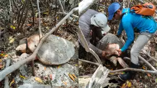 Rescatan a tortuga carey que quedó atrapada en manglares de la Laguna de Términos en Carmen