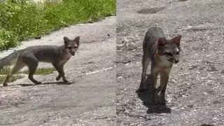 Captan a zorrito gris desorientado en la colonia Polvorín de Campeche; piden ayuda para su rescate