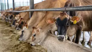 Alerta de rabia bovina en Campeche: Confirman primer caso en Nohalal, Hecelchakán   