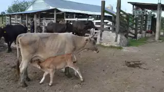 Ganaderos refuerzan seguridad ante gusano barrenador