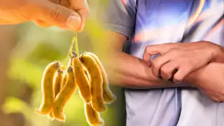 El “Pica Pica” en Campeche: Una planta que no debes tener cerca de tu casa; así puede afectarte