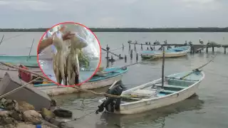 Capturas de pulpo bajan en Sabancuy: Piden vigilancia ante saqueo de buzos