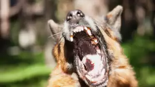 Vecinos de Escárcega denuncian ataques de una pastor alemán; ya hirió a un hombre      