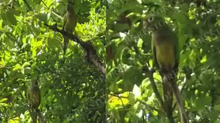 Captan a familia de loritos en una mata de zapote en Bellavista, Campeche