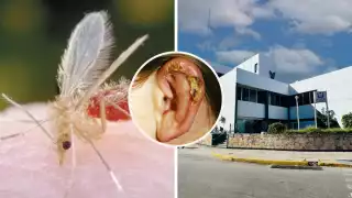 Ahora en Campeche confirman cuatro casos de Leishmaniasis, enfermedad de la "mosca chiclera"