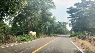Animales sueltos ponen en riesgo a conductores en carretera Palizada–Plan del Carmen