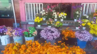 Día de Muertos: sube el precio del cempasúchil por inundaciones en sembradíos