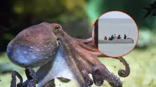 Día Internacional del Pulpo: Especies en peligro en Campeche por el cambio climático y la pesca ilegal