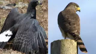 Policía Ecológica de Kanasín rescata dos aves rapaces y las entrega a la Profepa 