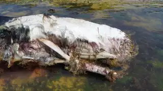 Recala ejemplar marino en Mahahual