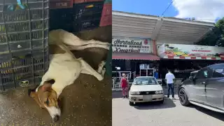 Detienen al probable responsable del envenenamiento de perros en la Central de Abastos de Mérida