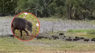 Pecaríes de labios blancos reaparecen en la Reserva de Calakmul gracias a acciones de conservación