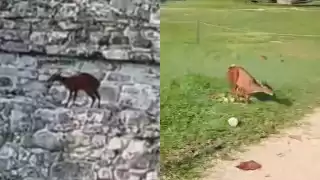 Venado intenta subir al Templo de las Inscripciones en Palenque, Chiapas: ¿Suceso natural o presagio?