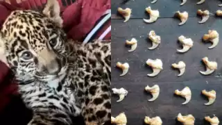 México, epicentro del tráfico ilegal de especies: colmillos y garras de jaguar se venden por Facebook      