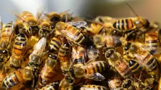   Abejas atacan a una docena de familias en Hecelchakán; vecino las tenía en su patio   