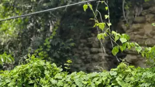 Piden dar mantenimiento a cableado eléctrico en Ribera del Río Hondo