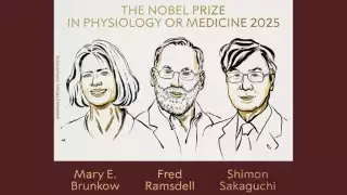 Premio Nobel de Medicina 2025: tres científicos descubren cómo el sistema inmunológico evita atacar al cuerpo humano