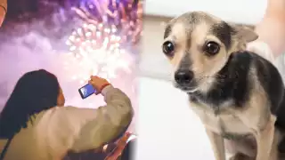 Pirotecnia en Campeche: Cómo afecta a tus mascotas y qué hacer para protegerlas en fiestas patrias