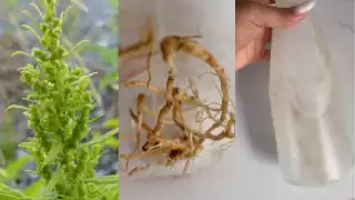 Zorrillo y alcohol, el mejor remedio para las alergias