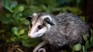 Tlacuache, el pequeño héroe de Campeche que revolucionó los antídotos contra serpientes