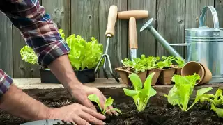 Campeche ofrece taller gratuito para crear huertos en casa: Fechas y lugar   
