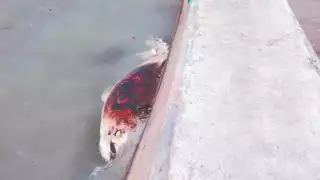 Muerte de un delfín   genera incertidumbre en Sabancuy 