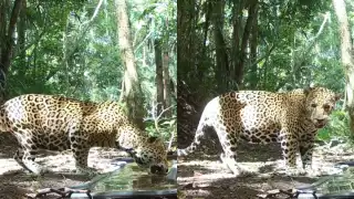 Video: Captan la inusual reacción de un jaguar al hallar un ratón muerto en un bebedero artificial