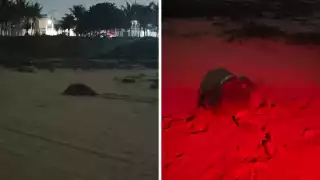 Rescatan noveno nido de Tortuga Carey en Playa Tierra y Libertad en Ciudad del Carmen