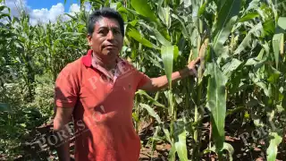 Campesinos de Hopelchén marcharán por un precio justo del maíz en Campeche