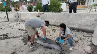 Delfín aparece muerto en Isla Aguada: investigan causas del deceso en la Laguna de Términos