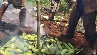 El pibinal en Campeche: El ritual maya de los elotes enterrados; ¿cómo se preparan?