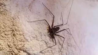 ¿La has visto? ¡No la mates! Esta araña de Campeche no es peligrosa, es tu aliada contra plagas