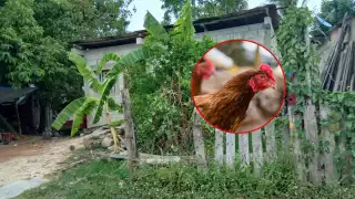  El caldo quedó en puro antojo: Roban gallinas en Escárcega; dueña lamenta inseguridad