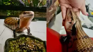 Mujer pide apoyo en Mérida para localizar a su mascota, un lagarto de lengua azul: “Lo extraño demasiado”