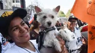 Cámara de Diputados aprueba reforma constitucional con enfoque en bienestar y cuidado animal