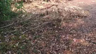 Ganaderos revelan las consecuencias de la sequía prolongada en Sabancuy