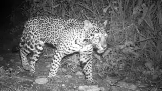 Campeche: Discrepan estudios sobre población de jaguares en la Península de Yucatán