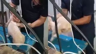 Trabajador de veterinaria en Umán es captado maltratando a un perro; aclaran que ya fue despedido     