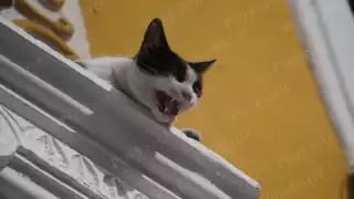 Emergencia ignorada: Gatito atrapado en lo alto de un edificio moviliza a vecinos y turistas en Campeche