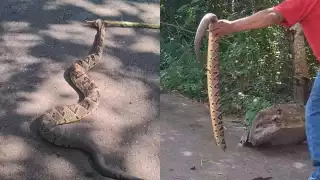 Video: Matan a enorme serpiente de cascabel en los límites entre Yucatán y Quintana Roo