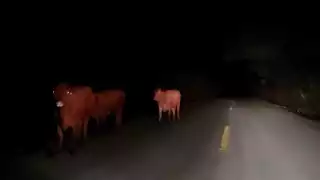 Animales sueltos siguen siendo un peligro en Sabancuy; piden a ganaderos revisar sus cercos